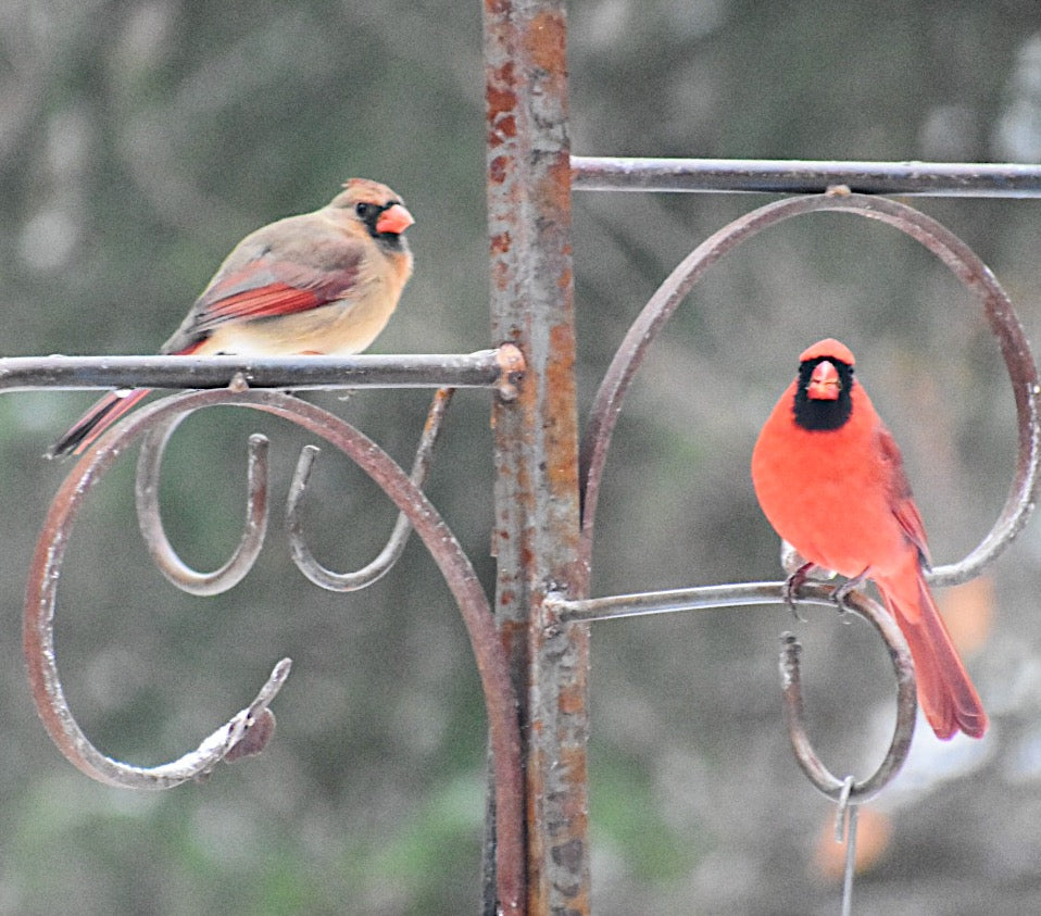 For the love of birds